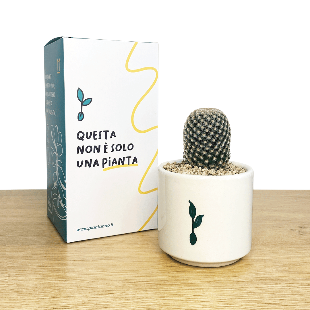 cactus+scatola