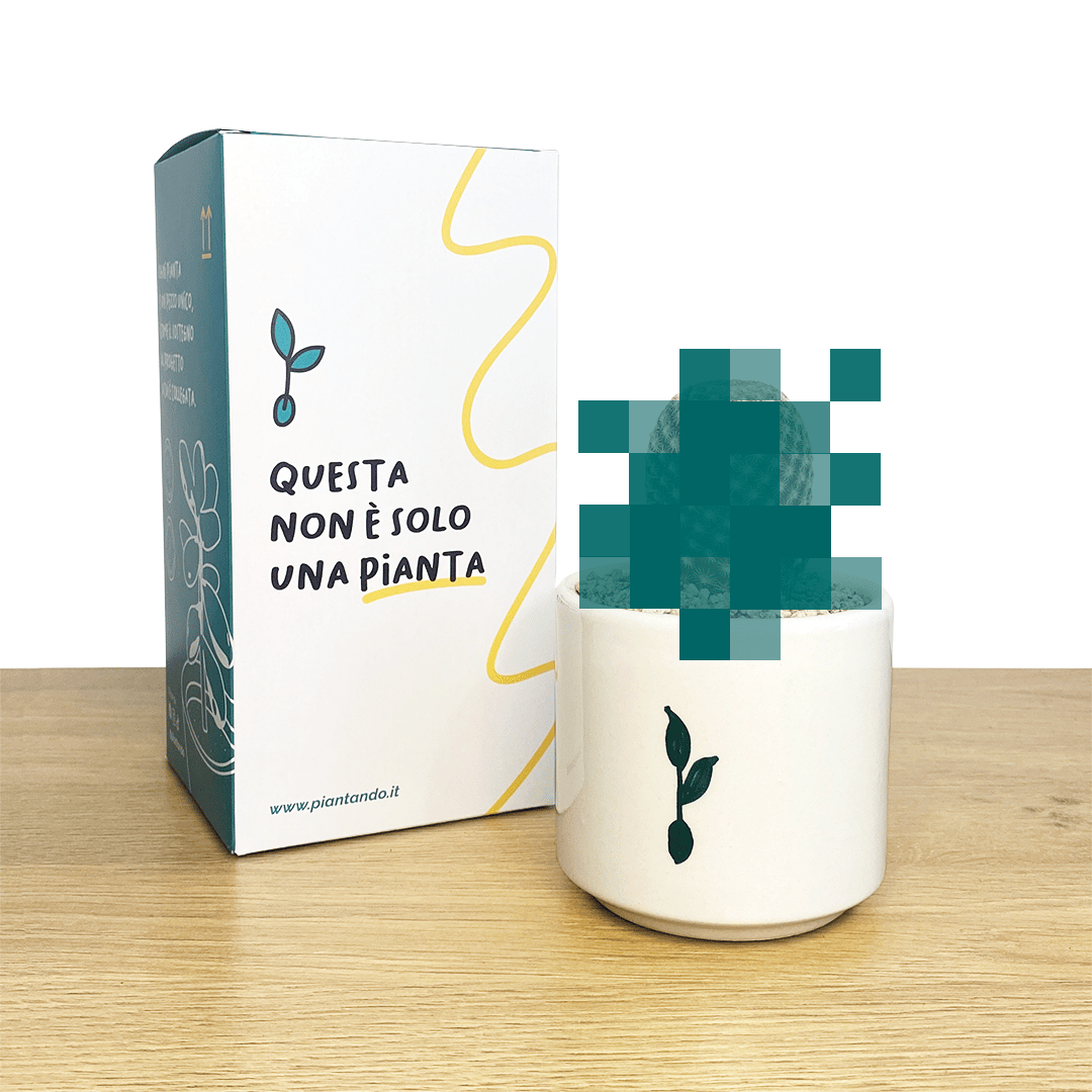 sorpresa+scatola