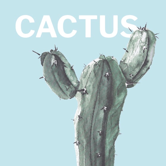 illustrazioni_cactus