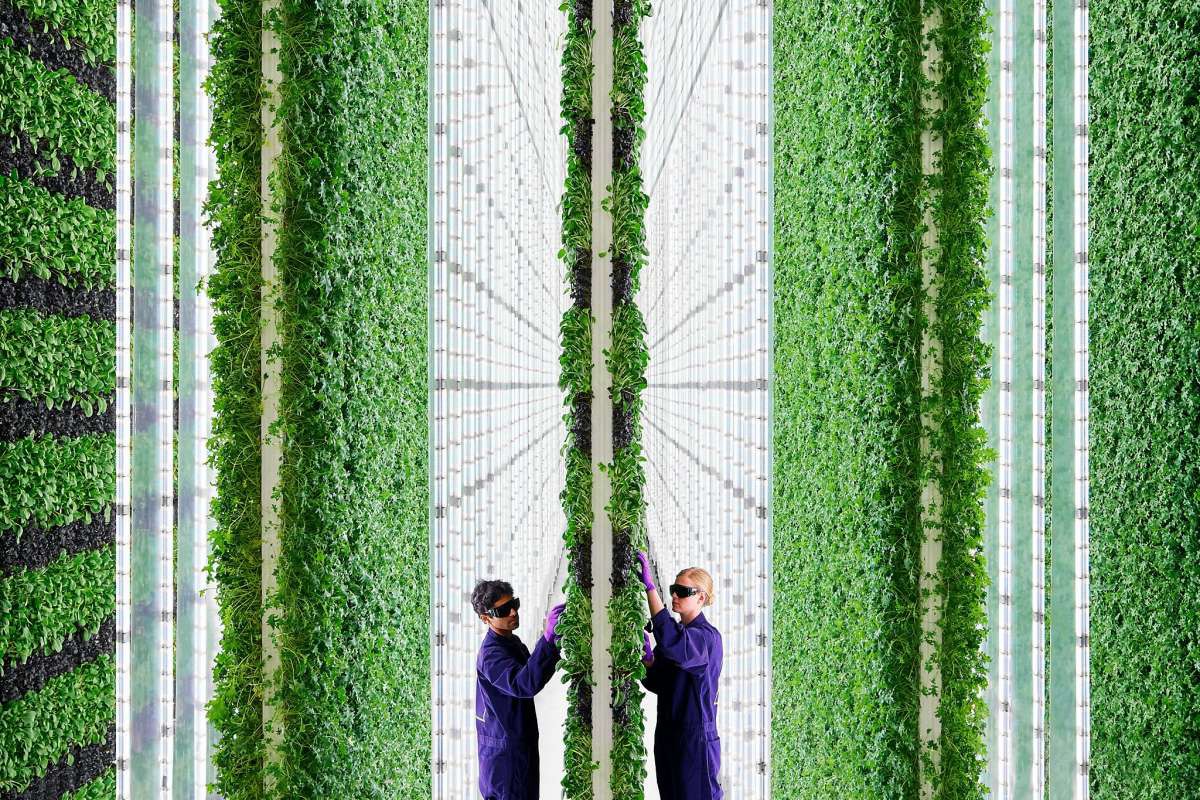 Agricoltura verticale