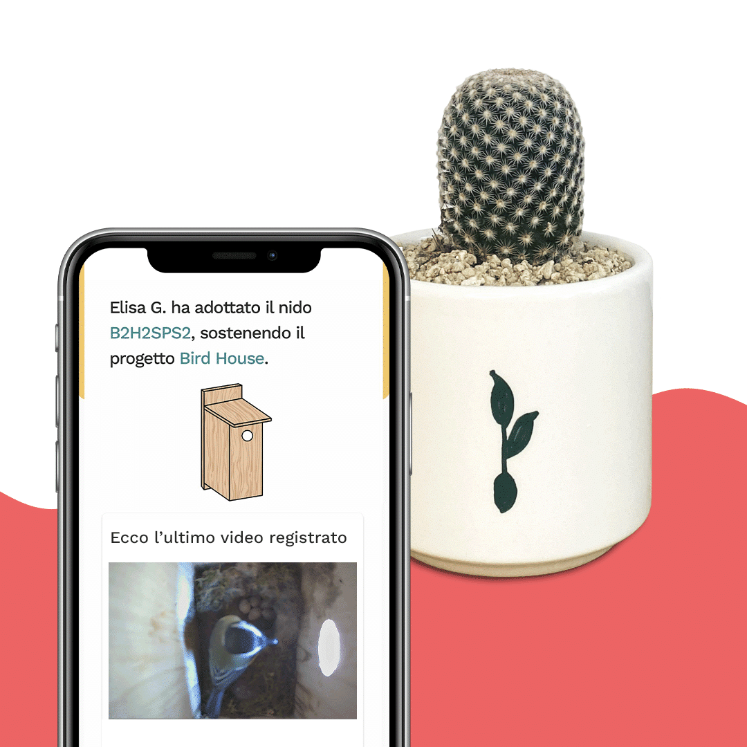 cactus-birdhouse-2