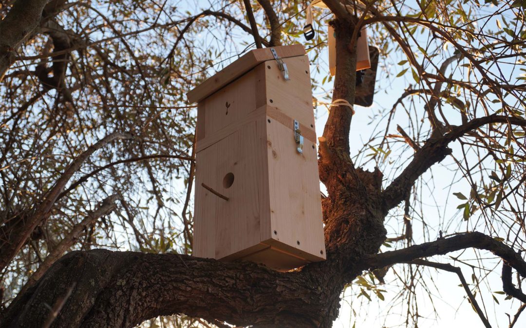 Come costruire un nido artificiale per uccelli selvatici