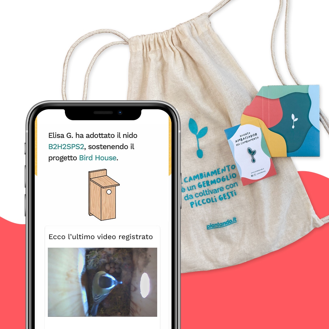 sacca-spilla-birdhouse